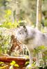 Gray Wolf (Canis lufus)