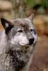 Gray Wolf (Canis lufus)