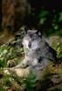 Gray Wolf (Canis lufus)
