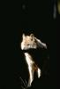Gray Wolf (Canis lufus)