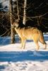 Gray Wolf (Canis lufus)