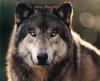 Gray Wolf (Canis lufus)