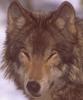 Gray Wolf (Canis lufus)  sleepy face