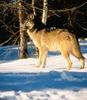 Gray Wolf (Canis lufus)