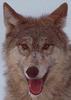 Gray Wolf (Canis lufus)  happy face