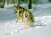 Gray Wolves (Canis lufus)  run on snow