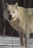 Arctic Wolf (Canis lupus arctos)