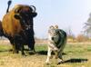 Gray Wolf (Canis lufus)  and American Bison