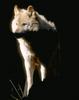 Gray Wolf (Canis lufus)