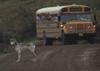 Gray Wolf (Canis lufus)  on road
