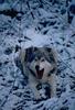 Gray Wolf (Canis lufus)  snarls