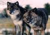Gray Wolves (Canis lufus)  - black wolf