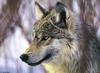 Gray Wolf (Canis lufus)