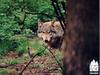 Gray Wolf (Canis lufus)