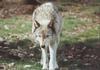 Gray Wolf (Canis lufus)