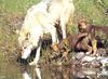 Yellowstone: Gray Wolf (Canis lufus)  - mom and pups