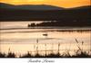 Tundra Swan (Cygnus columbianus)  pair on lake