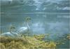 [Animal Art] Tundra Swan (Cygnus columbianus)  pair