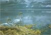 [Animal Art] Tundra Swan (Cygnus columbianus)  pair