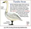 Tundra Swan (Cygnus columbianus)