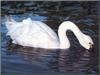 Tundra Swan (Cygnus columbianus)