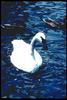 Tundra Swan (Cygnus columbianus)