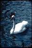 Tundra Swan (Cygnus columbianus)