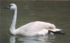 Tundra Swan (Cygnus columbianus)