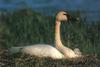 Tundra Swan (Cygnus columbianus)