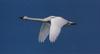 Tundra Swan (Cygnus columbianus)