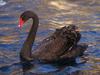 Black Swan (Cygnus atratus)