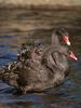 Black Swan (Cygnus atratus)