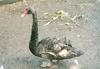 Black Swan (Cygnus atratus)