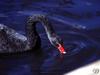 Black Swan (Cygnus atratus)