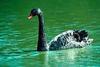 Black Swan (Cygnus atratus)