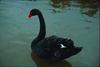 Black Swan (Cygnus atratus)