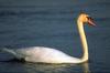 Mute Swan (Cygnus olor)