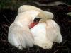 Mute Swan (Cygnus olor)