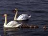 Mute Swans (Cygnus olor)  - family picnic