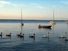 Mute Swans (Cygnus olor)  - family picnic