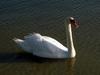 Mute Swan (Cygnus olor)