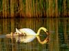 Mute Swan (Cygnus olor)