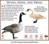 Mute Swan (Cygnus olor)  / Canada Goose
