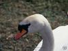 Mute Swan (Cygnus olor)  closeup