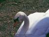 Mute Swan (Cygnus olor)  closeup