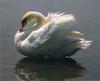 Mute Swan (Cygnus olor)
