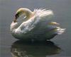 Mute Swan (Cygnus olor)