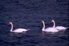 Mute Swan (Cygnus olor)