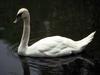 Mute Swan (Cygnus olor)