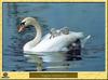 Mute Swans (Cygnus olor)  - chick on mom's back